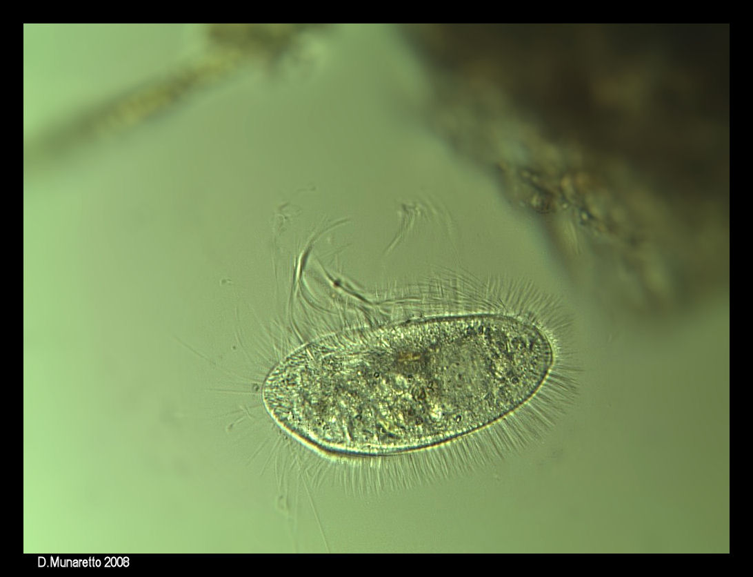 Ciliato...peloso! [ Pleuronema crassum ]